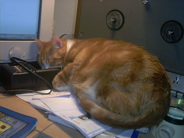 Kater lädt den Accu